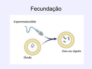 Fecundação
