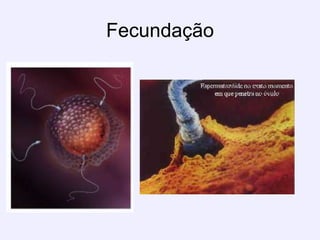 Fecundação