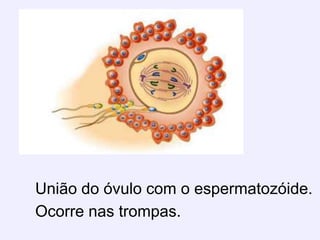 União do óvulo com o espermatozóide. Ocorre nas trompas.