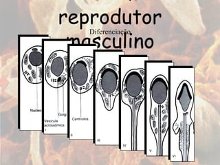 Diferenciação Sistema reprodutor masculino 