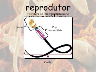 Sistema reprodutor masculino Estrutura de um espermatozóide Cabeça Peça intermediária Cauda 