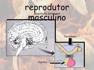 Sistema reprodutor masculino Regulação hormonal Hipotálamo Hipófise 