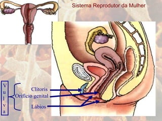 Sistema Reprodutor da Mulher Ovário  Trompas de falópio Útero Vagina Lábios Clítoris Orifício genital Vulva 