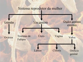 Sistema reprodutor da mulher Gónadas Vias genitais Órgãos genitais externos Ovários Trompas de Falópio Útero Vagina Vulva Lábios Clítoris Orifício genital 