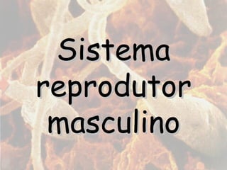 Sistema reprodutor masculino 