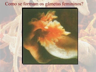 Como se formam os gâmetas femininos? 