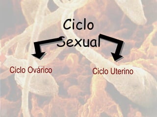 Ciclo Ovárico Ciclo Sexual Ciclo Uterino 