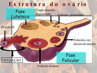 Estrutura do ovário Folículo  primordial Folículos em desenvolvimento Folículo maduro  OVULAÇÃO Ovócito II Corpo amarelo Corpo amarelo degenerado Fase Folicular Fase Luteínica 
