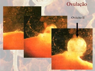 Ovulação Ovócito II 