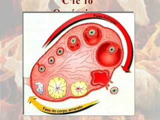 Ciclo Ovárico 