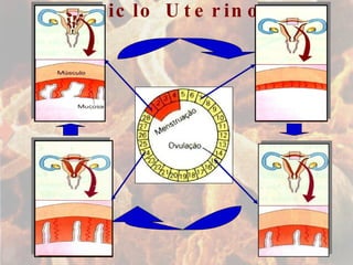 Ciclo Uterino 