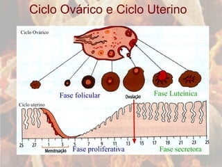 Ciclo Ovárico e Ciclo Uterino Ciclo Ovárico Ciclo uterino Fase folicular Fase proliferativa Fase Luteínica Fase secretora 