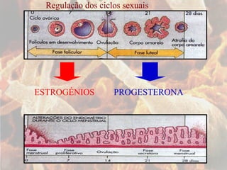 Regulação dos ciclos sexuais ESTROGÉNIOS PROGESTERONA 