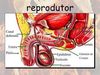 Sistema reprodutor masculino Testículo Escroto  Epidídimo Próstata  Vesícula  seminal Pénis Uretra  Canal  deferente Glândula de Cowper   
