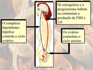 Os ovários controlam o ciclo uterino O complexo hipotálamo-hipófise controla o ciclo ovárico Os estrogénios e a progesterona inibem ou estimulam a produção de FSH e LH 