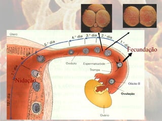 Fecundação Nidação Oócito II 