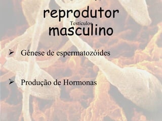 Sistema reprodutor masculino Testículos Produção de Hormonas  Génese de espermatozóides 