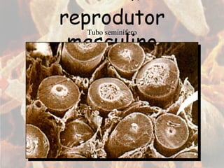 Sistema reprodutor masculino Tubo seminífero 