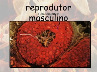 Tubo seminífero Sistema reprodutor masculino 