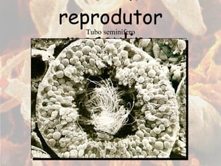 Sistema reprodutor masculino Tubo seminífero 