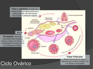 Fase Luteínica: A partir dos
            restos do folículo desenvolve-se o   Dia 28
              corpo amarelo. Se não houver
             fecundação a estrutura regride.



                                                                               Dia 1




                   Dia 14

 Ovulação: Quando a
 maturação está completa,
dá-se a ruptura do folículo e
a libertação do ovócito para
  as Trompas de Falópio.




                                                                Fase Folicular:
                                                              Desenvolvimento de alguns
                                                          folículos que contêm ovócitos. Só
Ciclo Ovárico                                                   um atinge a maturação.
 