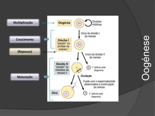 Multiplicação




                Oogénese
 Crescimento


  (Repouso)




  Maturação
 