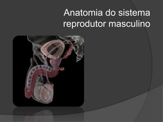 Anatomia do sistema
reprodutor masculino
 