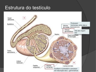 Estrutura do testículo


                                               Produzem
                                               hormonas, entre elas a
                                               testosterona

                                                    Vão dar origem
                                                    aos
                                                    espermatozóides




                         Auxiliam e controlam o processo
                         de maturação das c. germinativas
 