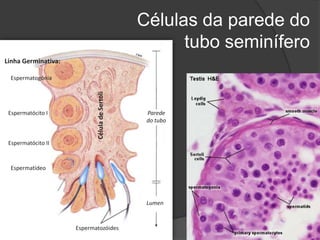 Células da parede do
                                                      tubo seminífero
Linha Germinativa:

 Espermatogónia


                            Célula de Sertoli
 Espermatócito I                                 Parede
                                                 do tubo


 Espermatócito II



 Espermatídeo




                                                 Lumen



                     Espermatozóides
 
