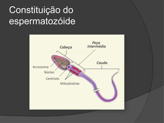 Constituição do
espermatozóide
 