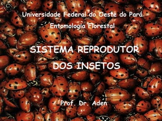 Universidade Federal do Oeste do Pará Entomologia Florestal Prof. Dr. Aden SISTEMA REPRODUTOR  DOS INSETOS 