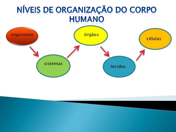organismo              órgãos                                          células            sistemas                        ...