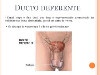 DUCTO DEFERENTE
• Canal longo e fino (par) que leva o espermatozoide armazenado no
epidídimo ao ducto ejaculatório, possui em torno de 40 cm.

 Na cirurgia de vasectomia é o ducto que é seccionado.
 