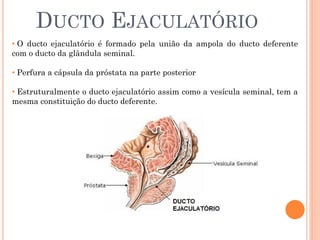 DUCTO EJACULATÓRIO
• O ducto ejaculatório é formado pela união da ampola do ducto deferente
com o ducto da glândula seminal.

• Perfura a cápsula da próstata na parte posterior

• Estruturalmente o ducto ejaculatório assim como a vesícula seminal, tem a
mesma constituição do ducto deferente.
 