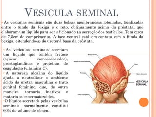 VESICULA SEMINAL
• As vesículas seminais são duas bolsas membranosas lobuladas, localizadas
entre o fundo da bexiga e o reto, obliquamente acima da próstata, que
elaboram um líquido para ser adicionado na secreção dos testículos. Tem cerca
de 7,5cm de comprimento. A face ventral está em contato com o fundo da
bexiga, estendendo-se do ureter à base da próstata.

• As vesículas seminais secretam
um líquido que contém frutose
(açúcar            monossacarídeo),
prostaglandinas e proteínas de
coagulação (vitamina C).
• A natureza alcalina do líquido
ajuda a neutralizar o ambiente
ácido da uretra masculina e trato
genital feminino, que, de outra
maneira, tornaria inativos e
mataria os espermatozoides.
•O líquido secretado pelas vesículas
seminais normalmente constitui
60% do volume de sêmen.
 
