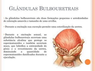 GLÂNDULAS BULBOURETRAIS
• As glândulas bulbouretrais são duas formações pequenas e arredondadas
de coloração amarela e tamanho de uma ervilha.

• Durante a excitação sua excreção permite uma esterilização da uretra.


• Durante a excitação sexual, as
glândulas bulbouretrais secretam uma
substância alcalina que protege os
espermatozoides e também secretam
muco, que lubrifica a extremidade do
pênis e o revestimento da uretra,
diminuindo     a    quantidade     de
espermatozoides danificados durante a
ejaculação.
 