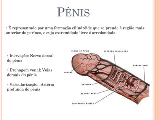 PÊNIS
• É representado por uma formação cilindróide que se prende à região mais
anterior do períneo, e cuja extremidade livre é arredondada.




• Inervação: Nervo dorsal
do pênis

• Drenagem venal: Veias
dorsais do pênis

• Vascularização: Artéria
profunda do pênis
 