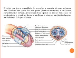 O tecido que tem a capacidade de se encher e esvaziar de sangue forma
três cilindros, dos quais dois são pares (direito e esquerdo) e se situam
paralelamente, por cima (considerando-se o pênis em posição horizontal ou
semi-ereto) e o terceiro é ímpar e mediano, e situa-se longitudinalmente,
por baixo dos dois precedentes.
 