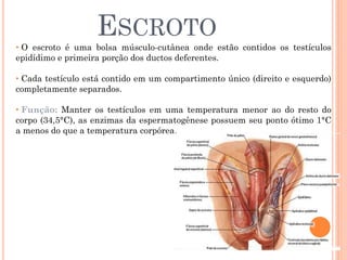 ESCROTO
• O escroto é uma bolsa músculo-cutânea onde estão contidos os testículos
epidídimo e primeira porção dos ductos deferentes.

• Cada testículo está contido em um compartimento único (direito e esquerdo)
completamente separados.

• Função: Manter os testículos em uma temperatura menor ao do resto do
corpo (34,5°C), as enzimas da espermatogênese possuem seu ponto ótimo 1°C
a menos do que a temperatura corpórea.
 