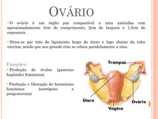 OVÁRIO
• O ovário é um órgão par comparável a uma amêndoa com
aproximadamente 3cm de comprimento, 2cm de largura e 1,5cm de
espessura.

• Situa-se por trás do ligamento largo do útero e logo abaixo da tuba
uterina, sendo que seu grande eixo se coloca paralelamente a esta.



Funções:
• Produção   de óvulos    (gametas
haploides femininos)

• Produção e liberação de hormônios
femininos         (estrógeno      e
progesterona)
 