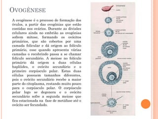 OVOGÊNESE
A ovogênese é o processo de formação dos
óvulos, a partir das ovogônias que estão
contidas nos ovários. Durante as divisões
celulares ainda no embrião as ovogônias
sofrem mitose, formando os ovócitos
primários, que são cobertos por uma
camada folicular e dá origem ao folículo
primário, esse quando apresenta várias
camadas o recobrindo passa a se chamar
folículo secundário. A meiose no folículo
primário dá origem a duas células
haplóides, o ovócito secundário e o
primeiro corpúsculo polar. Estas duas
células possuem tamanhos diferentes,
pois o ovócito secundário recebe a maior
parte do citoplasma, restando muito pouco
para o corpúsculo polar. O corpúsculo
polar logo se degenera e o ovócito
secundário sofre a segunda meiose que
fica estacionada na fase de metáfase até o
ovócito ser fecundado.
 
