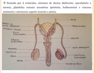 •É formado por 2 testículos, sistemas de ductos (deferente, ejaculatório e
uretra), glândulas sexuais acessórias (próstata, bulbouretral e vísceras
seminais) e estruturas suporte (escroto e pênis).
 