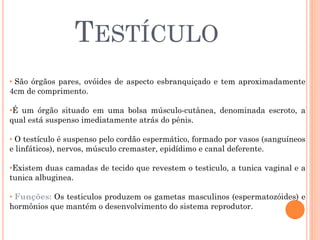 TESTÍCULO
• São órgãos pares, ovóides de aspecto esbranquiçado e tem aproximadamente
4cm de comprimento.

•É um órgão situado em uma bolsa músculo-cutânea, denominada escroto, a
qual está suspenso imediatamente atrás do pênis.

• O testículo é suspenso pelo cordão espermático, formado por vasos (sanguíneos
e linfáticos), nervos, músculo cremaster, epidídimo e canal deferente.

•Existem duas camadas de tecido que revestem o testiculo, a tunica vaginal e a
tunica albuginea.

• Funções: Os testiculos produzem os gametas masculinos (espermatozóides) e
hormônios que mantém o desenvolvimento do sistema reprodutor.
 