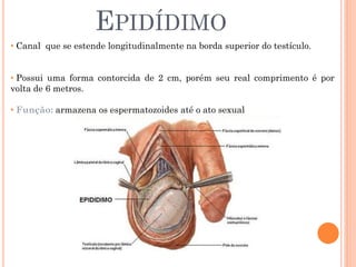 EPIDÍDIMO
• Canal que se estende longitudinalmente na borda superior do testículo.


• Possui uma forma contorcida de 2 cm, porém seu real comprimento é por
volta de 6 metros.

• Função: armazena os espermatozoides até o ato sexual
 