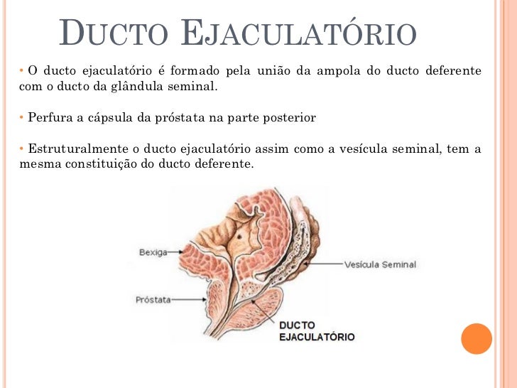 Sistema Reprodutor Sistema Reprodutor