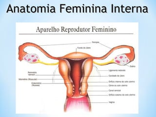Anatomia Feminina InternaAnatomia Feminina Interna
 