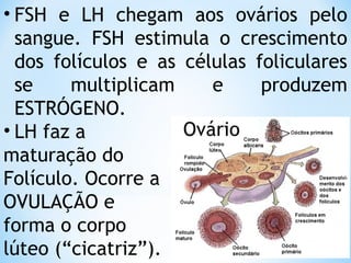 • FSH e LH chegam aos ovários pelo
sangue. FSH estimula o crescimento
dos folículos e as células foliculares
se multiplicam e produzem
ESTRÓGENO.
• LH faz a
maturação do
Folículo. Ocorre a
OVULAÇÃO e
forma o corpo
lúteo (“cicatriz”).
 
