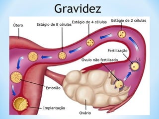 Gravidez
 