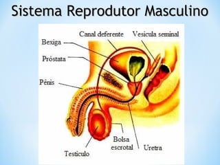 Sistema Reprodutor MasculinoSistema Reprodutor Masculino
 