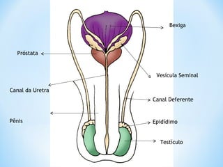 Testículo
Epidídimo
Canal Deferente
Vesícula Seminal
Próstata
Canal da Uretra
Pênis
Bexiga
 